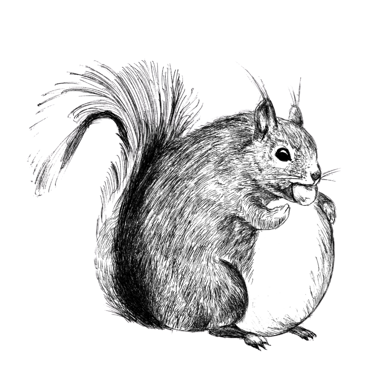 Squirrel - T-shirt