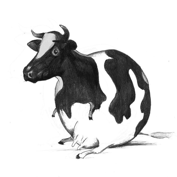 Cow - T-shirt