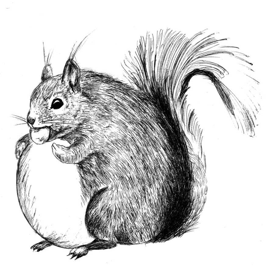 Squirrel - Bag