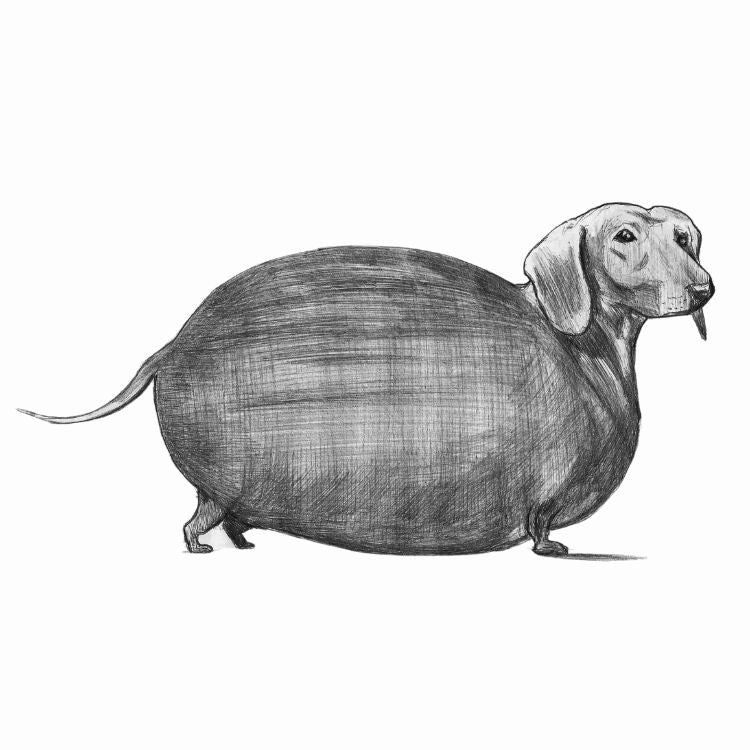 Dachshund - Bag