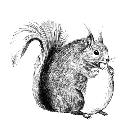 Squirrel - T-shirt
